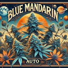 Blue Mandarin Auto (PACK 2UN)