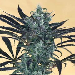 Blueberry Headband (PACK 3UN)