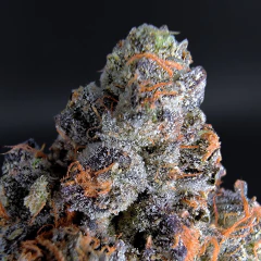 Blueberry Sherbet (PACK 2UN)