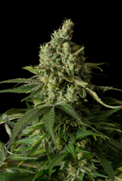 OG KUSH (2UN) - comprar online