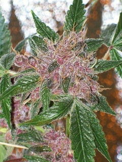 Cherries Jubilee (PACK 6 UN) - comprar online