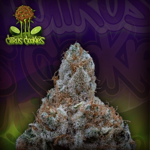 CITRUS Cookies (PACK 3 UN)