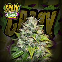 Crazy Kush express (3UN) auto