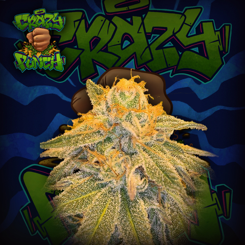 Crazy punch Crazyseeds (pack 3UN)