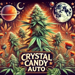 Crystal Candy Auto (PACK 2UN)