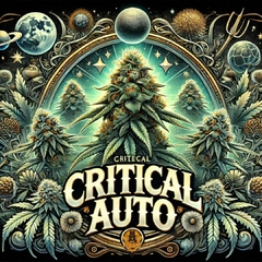 Critical AUTO ( 2UN )