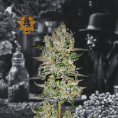 CRITICAL KUSH (2UN)
