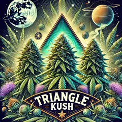 Triangle Kush (PACK 2 UN)