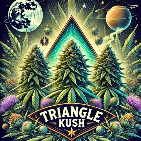 Triangle Kush (PACK 2 UN)