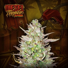 Diésel Tropic Express (PACK 3 UN)