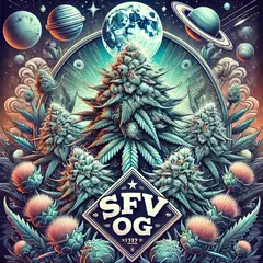 SFV OG ( PACK 2 UN )