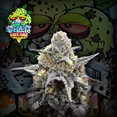 GELATO CREAM PACK DE 3 SEMILLA CRAZYSEEDS