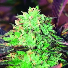 GELATO ROYAL (PACK 3UN) - comprar online