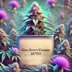 Girl Scout Cookies AUTO (2UN) - comprar online