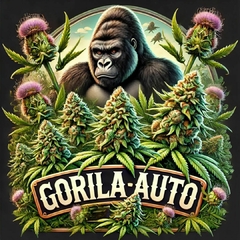 Gorila AUTO ( 2un)