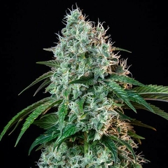 HulkBerry AUTO (PACK 2 UN) - comprar online