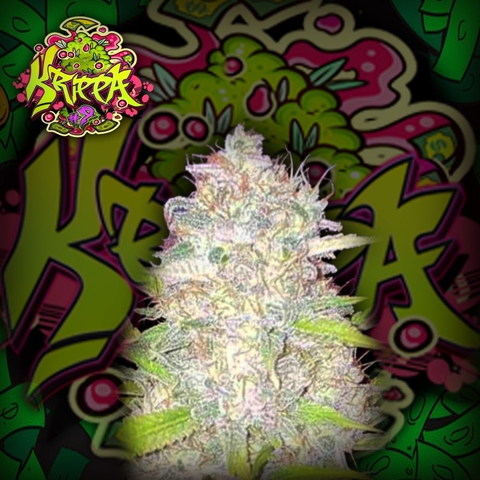 KRIPPA#9 CRAZYSEEDS (PACK3 UN)