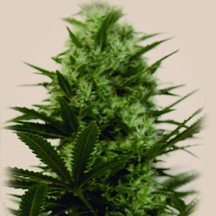 Langui Kush (PACK DE 3 UN) - comprar online