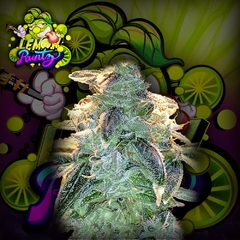 LEMON RUNTZ PACK DE 3 SEMILLAS CRAZYSEEDS