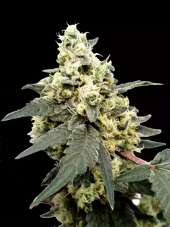 Lemonade AUTO (PACK 2 UN)