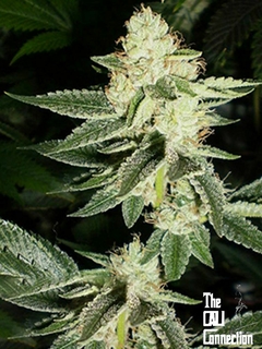 Louis XIII OG (PACK 6 UN)