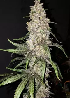 Mandarin Kush Fast Version (PACK 2 UN) - comprar online