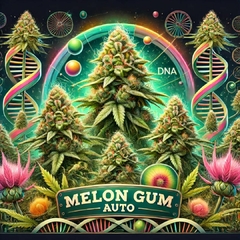 Melon Gum Auto (PACK 2UN)
