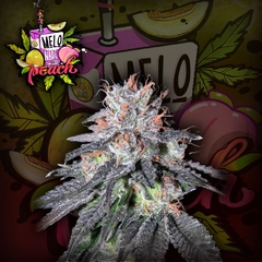 Melonade Peach CRAZYSEEDS (Pack 3un)