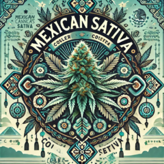 Mexican Sativa ( 2UN )