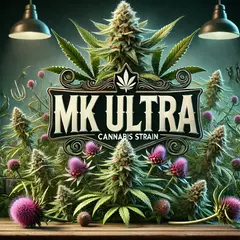 MK ULTRA (2UN) - comprar online