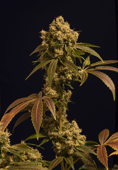 NICOLE KUSH ( PACK 2UN) na internet