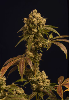 NICOLE KUSH ( PACK 2UN) na internet