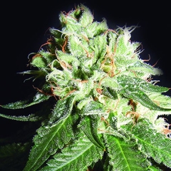 OG Cheese (PACK DE 3UN) - comprar online
