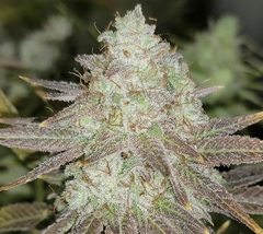 Passion Berry (PACK 6 UN) - comprar online