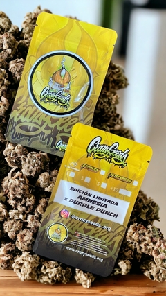 AMNESIA x PURPLE PUNCH (PACK 3UN) CRAZYSEEDS