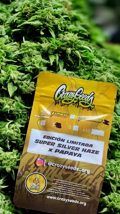 Super Silver Haze x Papaya (pack 3UN)