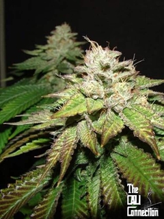 Pre-98 Bubba BX2 (PACK 6 UN)