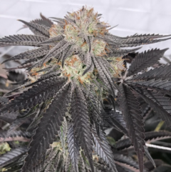 Purple Chem (PACK 6 UN)