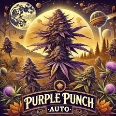 Purple Punch Auto (PACK 2UN)