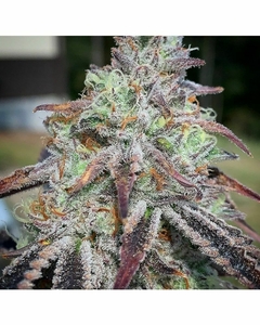 Purple Diesel ( pack 6UN )