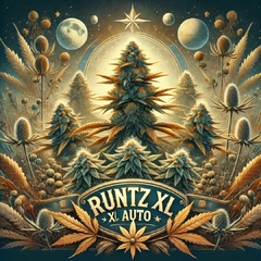 Runtz XL Auto (PACK 2UN)