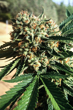 Sapphire OG (PACK 3UN) - comprar online