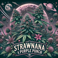 Strawnana x Purple Punch (PACK 2UN)