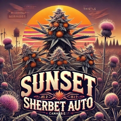 SUNSET SHERBET AUTO (PACK 2UN)