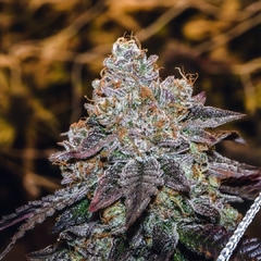 SUNSET SHERBET AUTO (PACK 2UN) - comprar online
