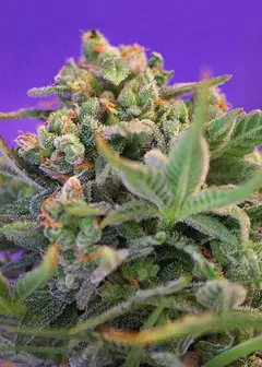 Sweet Cheese AUTO (PACK 2 UN) - comprar online