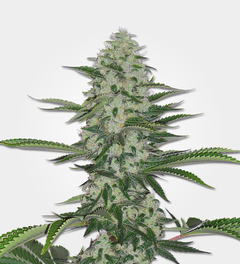 Thc Bomb x Strawberry Banana (PACK 2UN) - comprar online
