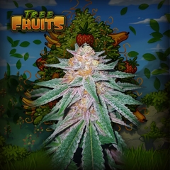 Tree Fruits (PACK 3UN)
