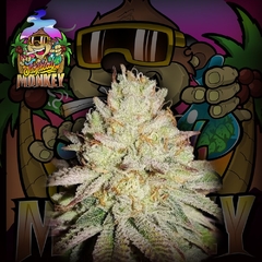 Tropical Monkey AUTO ( pack 3UN)