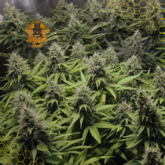 BIG BUD AUTO (PACK 2UN) - comprar online